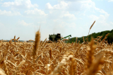 Кризис качества зерна пшеницы урожая 2022 г. Как получить востребованную муку из зерна  пониженного качества