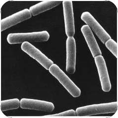 Бактерии.jpg