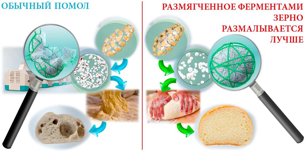 Эффекты от помола ферментированного зерна.png