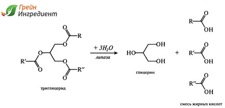 Синтез липазы. Липаза формула структурная. Липаза фермент формула. Реакцию катализирует фермент липаза. Липаза формула.